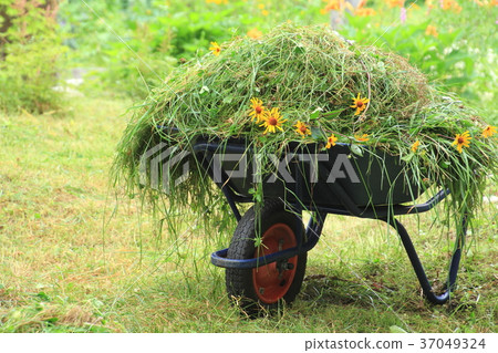 Garden work, mowing the grass in the garden, yellow princess sunflowers and grass piled up in a unicycle 37049324