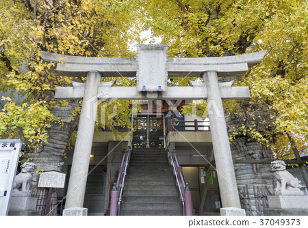 出生的八幡和銀杏樹八幡神社（東京都品川區） 37049373