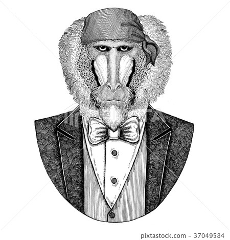 Monkey, baboon, dog-ape, ape Wild biker, pirate Monkey, baboon, dog-ape, ape Wild biker, pirate 37049584