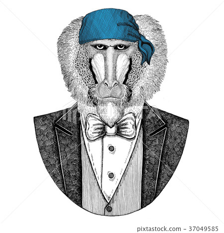 Monkey, baboon, dog-ape, ape Wild biker, pirate Monkey, baboon, dog-ape, ape Wild biker, pirate 37049585