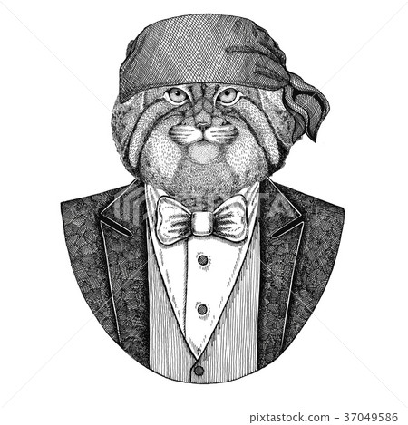 Wild cat Manul Wild biker, pirate animal wearing 37049586