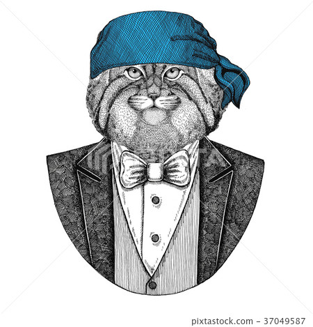 Wild cat Manul Wild biker, pirate animal wearing Wild cat Manul Wild biker, pirate animal wearing 37049587