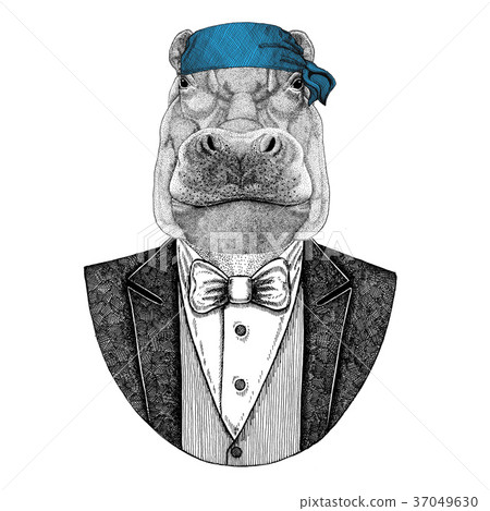 Hippo, Hippopotamus, behemoth, river-horse Wild 37049630