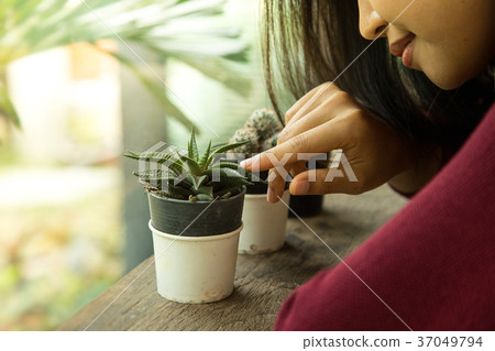cactus cactus 37049794