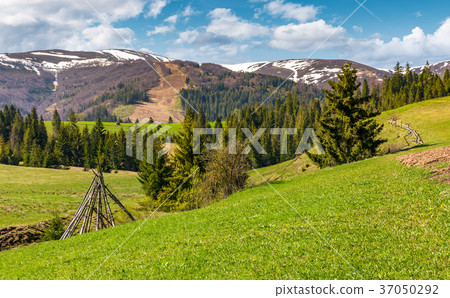 rural fields near the spruce forest in mountains 37050292
