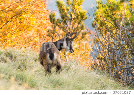 Chamois from Italian Alps 37051087