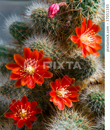 Cactus Aylostera with red flowers. 37051193