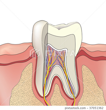 Tooth structure. Teeth Anatomy Dental medical icon Tooth structure. Teeth Anatomy Dental medical icon 37051362