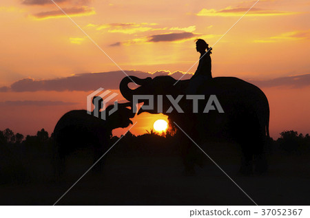 Mahout and elephant. 37052367