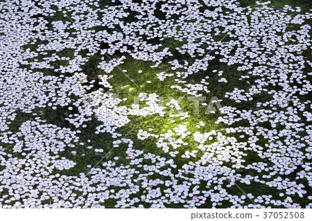 弘前公園櫻花花瓣 弘前公園櫻花花瓣 37052508