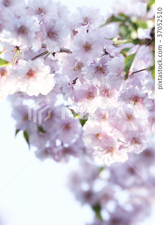 雙櫻花 37052510