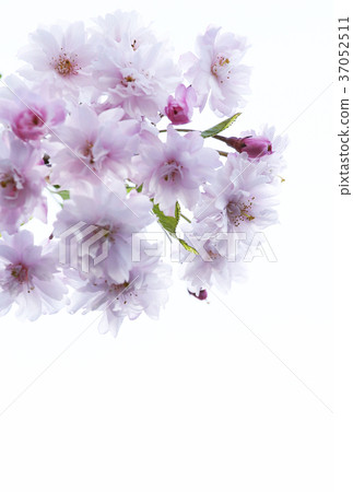 雙櫻花 雙櫻花 37052511