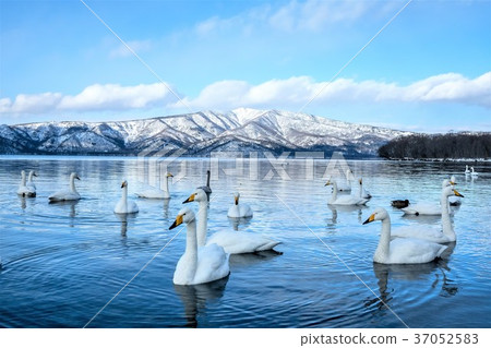天鵝飛到庫薩羅湖 天鵝飛到庫薩羅湖 37052583