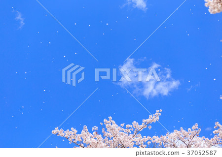 Image of cherry snowstorm Image of cherry snowstorm 37052587