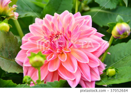 Dahlia Flower 37052684