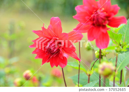 Red Dahlia Flower Agitator 37052685