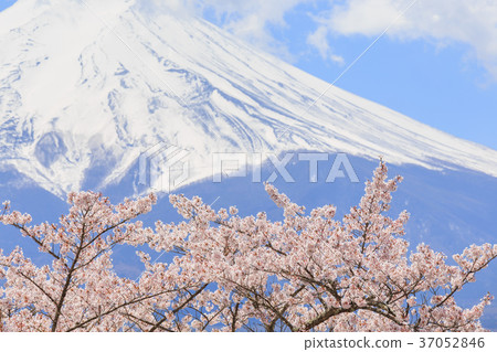 Yamanashi _ Mt. Fuji and cherry blossoms in full bloom Yamanashi _ Mt. Fuji and cherry blossoms in full bloom 37052846