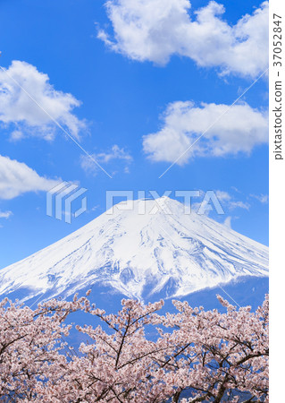 Yamanashi _ Mt. Fuji and cherry blossoms in full bloom Yamanashi _ Mt. Fuji and cherry blossoms in full bloom 37052847