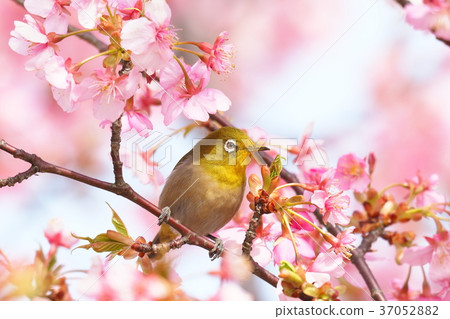 Mejiro和Kawazu櫻桃樹 37052882