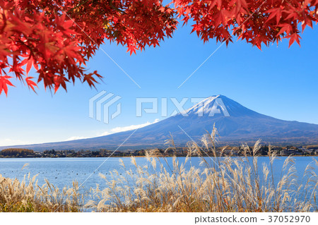 新雪的富士山閃耀 新雪的富士山閃耀 37052970