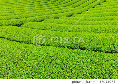 Fujinomiya _ fresh green tea plantation 37053071