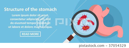 Structure of the stomach banner horizontal concept Structure of the stomach banner horizontal concept 37054329