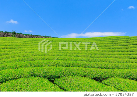Fujinomiya _ Sunny New Tea Field 37054387