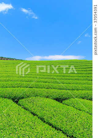 Fujinomiya _ Sunny New Tea Field 37054391