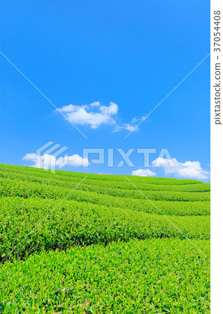 Fujinomiya _ Sunny New Tea Field 37054408