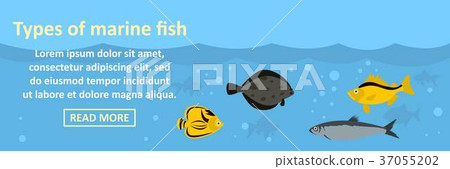 Types of marine fish banner horizontal concept Types of marine fish banner horizontal concept 37055202
