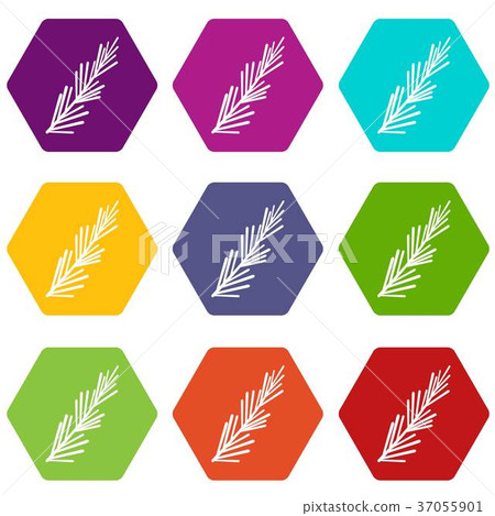 Rosemary spice icon set color hexahedron Rosemary spice icon set color hexahedron 37055901