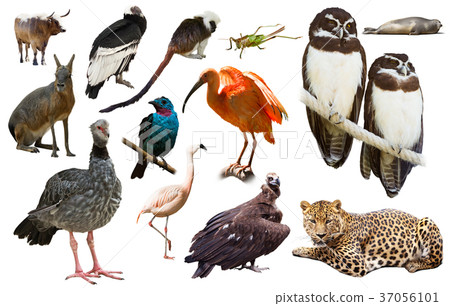 Fauna of South America set Fauna of South America set 37056101