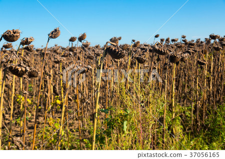 Ripened sunflowers 37056165