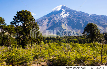 Lanin volcano in the Andes Lanin volcano in the Andes 37056211