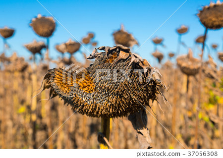 Ripened sunflowers Ripened sunflowers 37056308