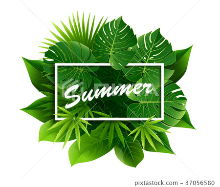 summer tropical green leaf summer tropical green leaf 37056580