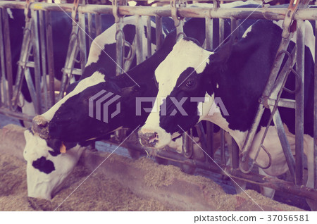 Cows eating hay on farm Cows eating hay on farm 37056581