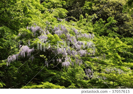 幽谷山谷山富士 37057615