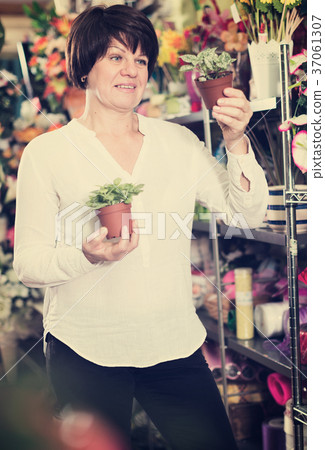 Customer choosing begonia 37061307