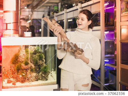 Girl in aquarium shop choosing brown petrous wood for aquarium decoration 37062336