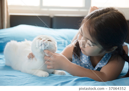 Little Asian girl holding her Scottish fold kitten Little Asian girl holding her Scottish fold kitten 37064352