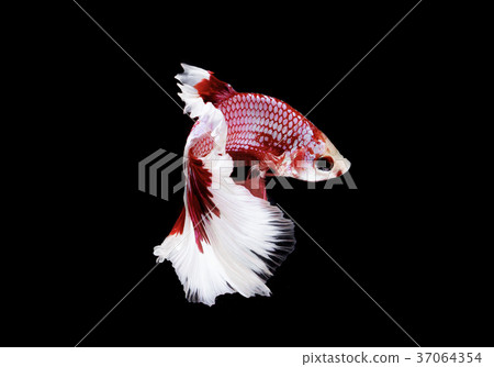 Fighting fish betta Fighting fish betta 37064354