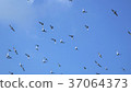 Flock of birds flying in the clear sky 37064373