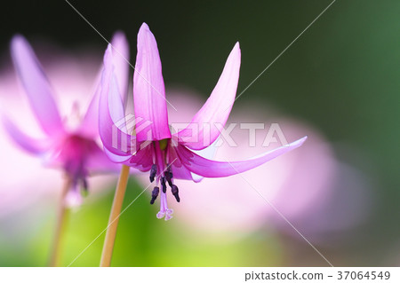 Katakuri花 37064549
