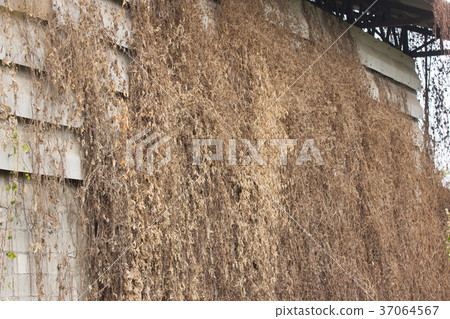 Dry Grass on Old cement wall Dry Grass on Old cement wall 37064567