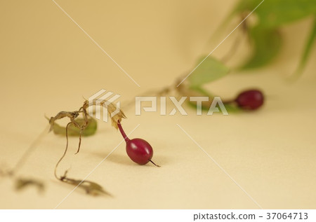 Crane gentian fruit Crane gentian fruit 37064713