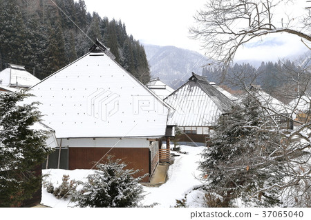 Winter green demon community Winter green demon community 37065040