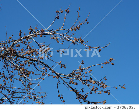 Momigiba水牛的果子 37065053