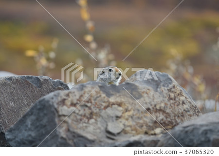 Arctic Ground Squirrel, Alaska, Denali National Park Alaska 37065320