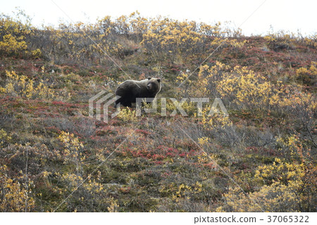 Brown Bear, Denali National Park, Bear in Denali National Park Alask 37065322